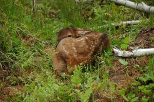 Elk Calf Clam Lake, WI