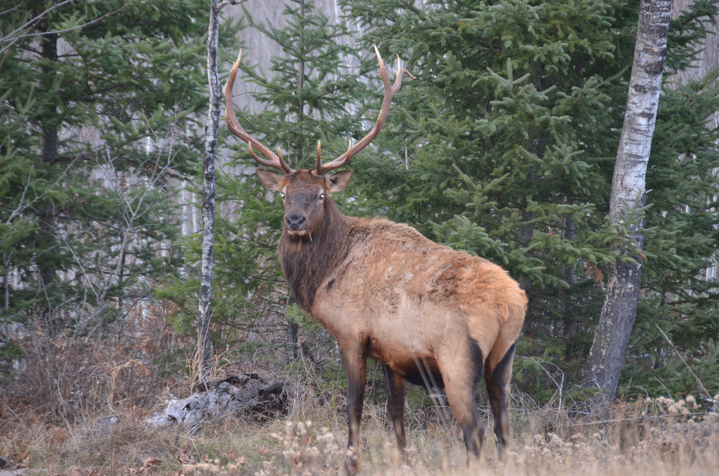 Image result for Elk