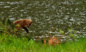 Growing Up on the Banks of the West Fork!