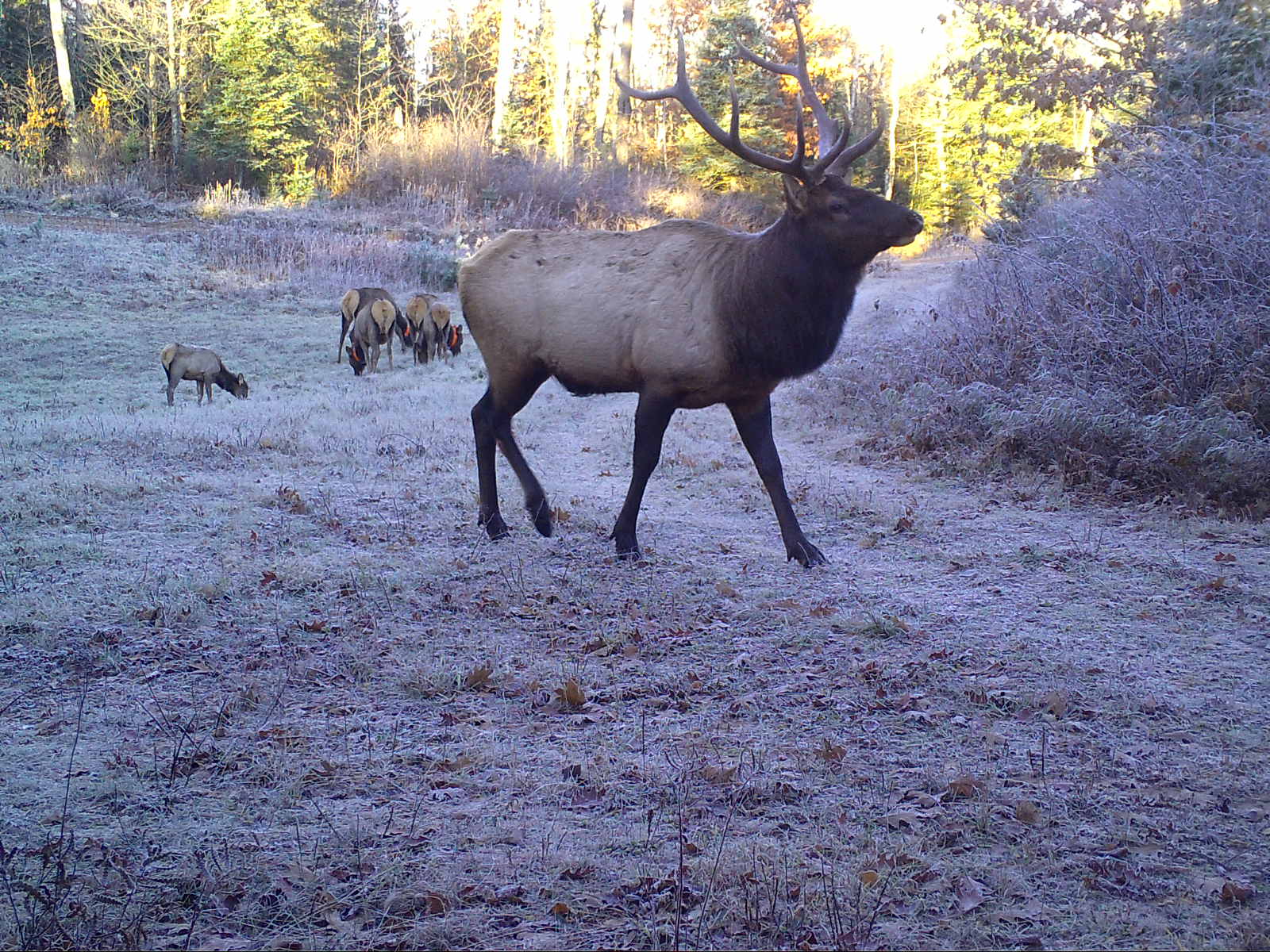 Clam Lake WI Bull Elk Harem